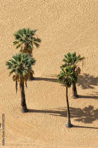 Palms on playa de las Teresitas beach vacation on Tenerife island in Spain