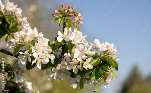 blooming apple tree blossom in the warm spring time sun, isolated against blue sky