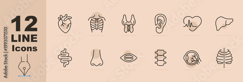 Human anatomy set icon. Line icons with heart organ, rib cage, throat gland, ear, heartbeat line, liver, intestines, nose, lips, spine, eye retina, chest ribs.