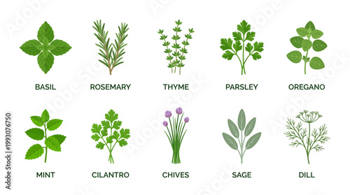 Collection of various fresh culinary herbs and spices with names.