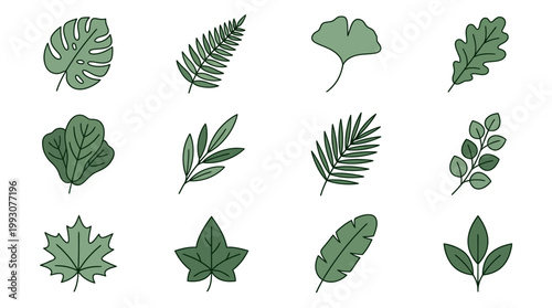 Diverse collection of green botanical leaf illustrations.