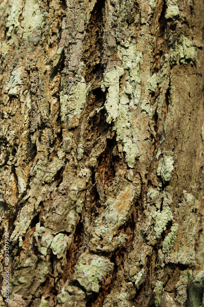 Fototapeta premium A close-up of the rough bark of a teak tree with its natural texture and pattern, showcasing earth tones and patches of moss, captured in soft natural light.