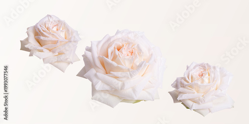 Three ivory blush rose flowers in soft elegant composition on warm light background, romantic floral arrangement, delicate petals, wedding aesthetic, botanical beauty, minimal luxury flower background