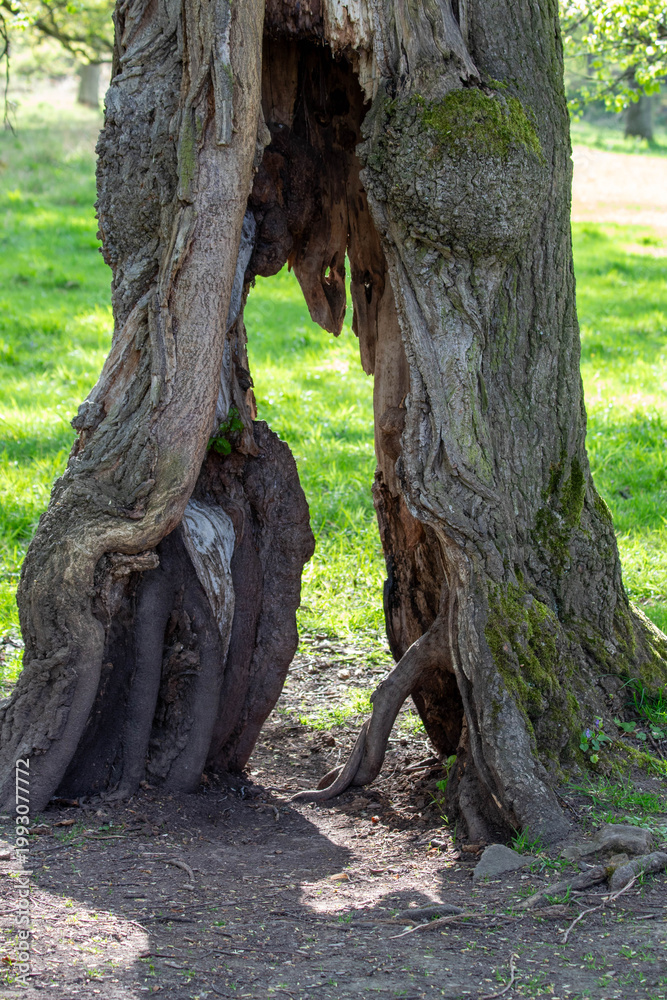 Obraz premium . Exposed Wood Tree Trunk Close Up