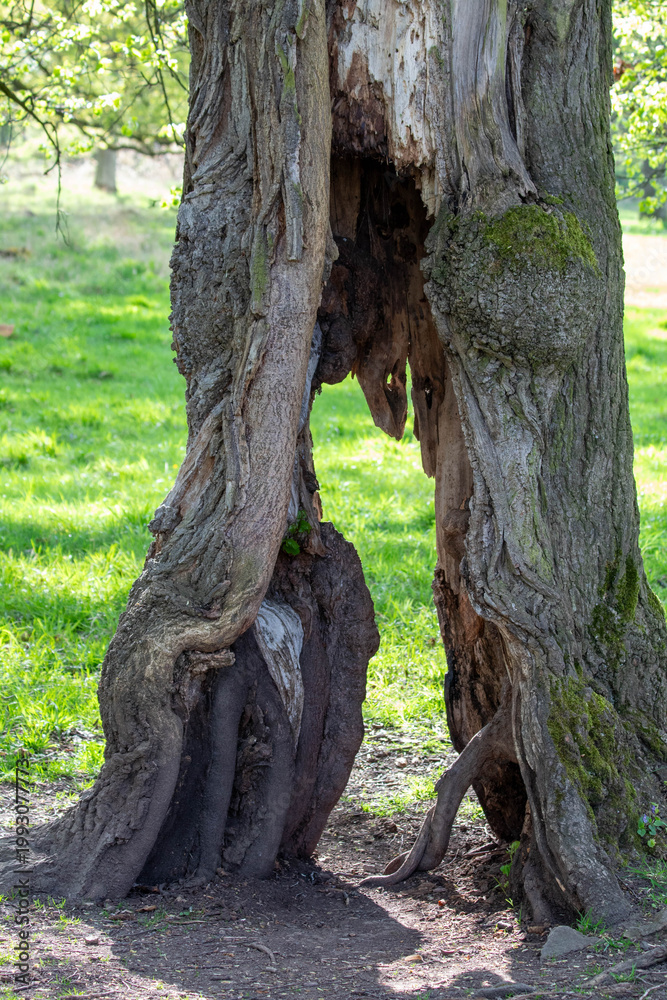 Fototapeta premium Exposed Wood Tree Trunk Close Up