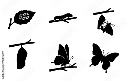 Butterfly life cycle silhouette icons, metamorphosis stages set of 6 vector elements, caterpillar and cocoon on branch, nature education graphics