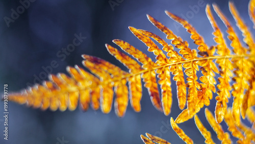 Forêt des Landes de Gascogne, en automne