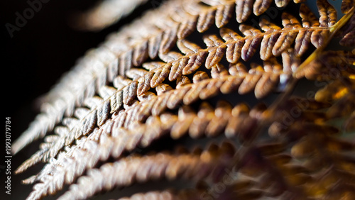 Forêt des Landes de Gascogne, en automne