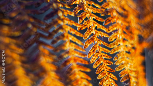 Forêt des Landes de Gascogne, en automne