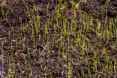 The first blades of grass emerge from the soil after a recent lawn seeding