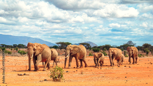 Картината върху платно herd of elephants in the savannah