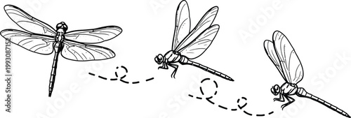 Detailed sketch of dragonflies in flight and at rest