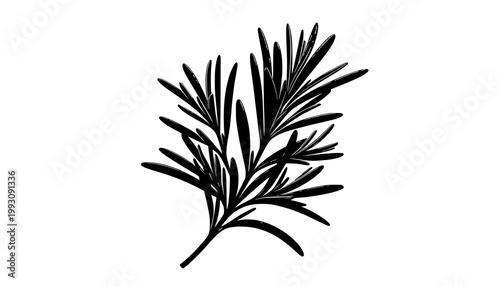 wheat ears isolated on white