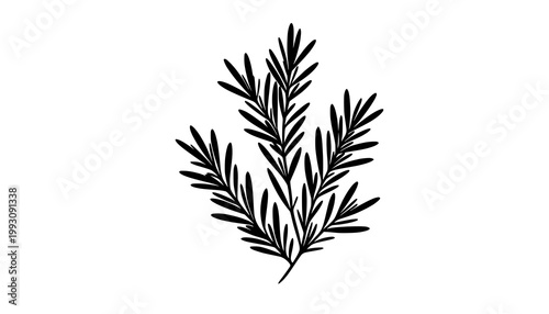 wheat ears isolated on white background