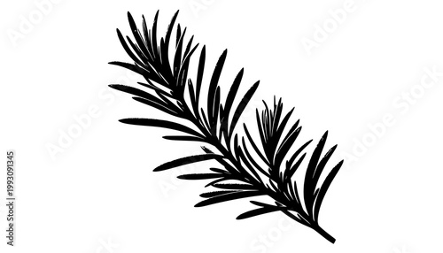 wheat ears isolated on white