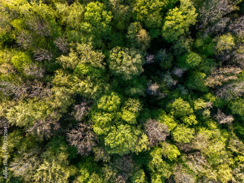 Green forest canopy from above in Bavaria, Germany