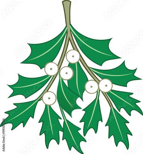 Festive Christmas Mistletoe Branch with White Berries and Green Leaves for Holiday Season