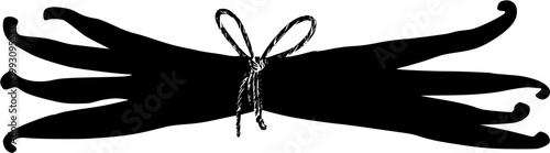A bundle of premium Madagascar vanilla beans, tied with a thin hemp string, showcases their dark, oily, and wrinkled surface against a pure white background