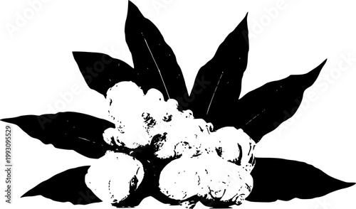 A cluster of Jerusalem Artichokes (Sunchokes) with their knobby, irregular shapes and thin, pale tan skin is beautifully showcased against a pure white background