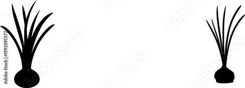 A vibrant Water Chestnut plant with its muddy corm at the base and bright green, tubular stems stands isolated on a pristine white background, showcasing natures intricate beauty in a photorealistic