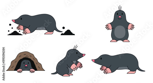 A modern, iconographic illustration set of a mole in various poses, showcasing a hybrid visual system with a fusion of cute and realistic elements, against a clean white background.