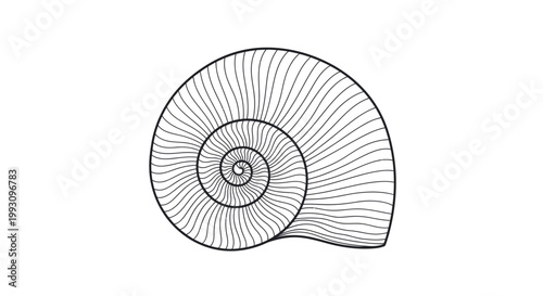 Detailed illustration of a nautilus shell.