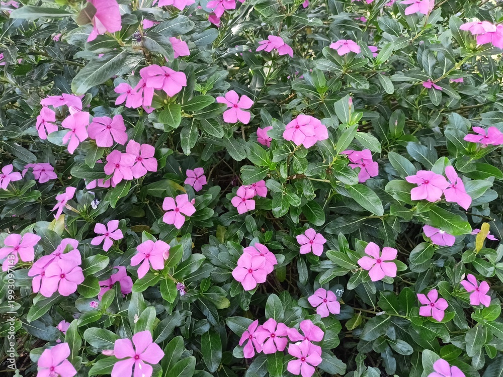 Obraz premium Pink Periwinkle Flowers Blooming in Lush Green Garden Background