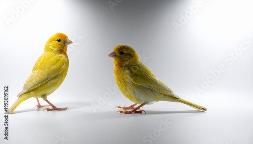 two small birds