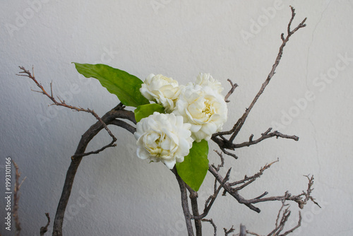 Beautiful jasmine flowers isolated on white background