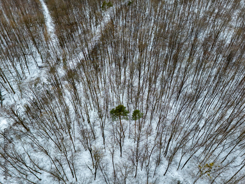 Green pine trees standing out in snow covered winter forest