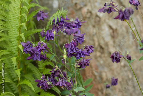 Canvastavla Green, leaves and growth of flowers in nature for botany, sustainable environment and blossom