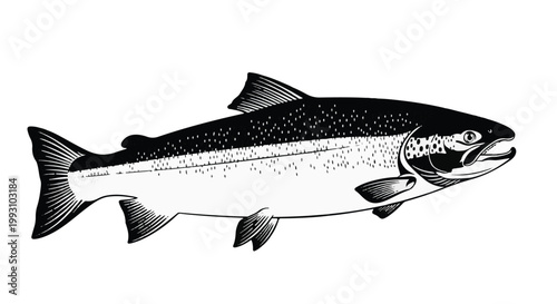 Black and white illustration of a salmon fish