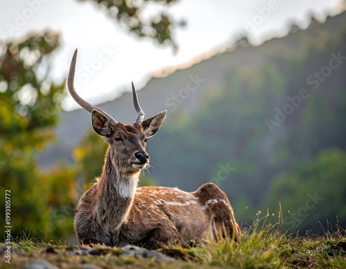 Deer Lying Down in Forest Clearing.