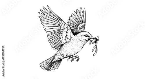Bird carrying twigs in beak flying with wings spread out in detailed illustration featuring nature, sketch, wildlife with animal and feathered