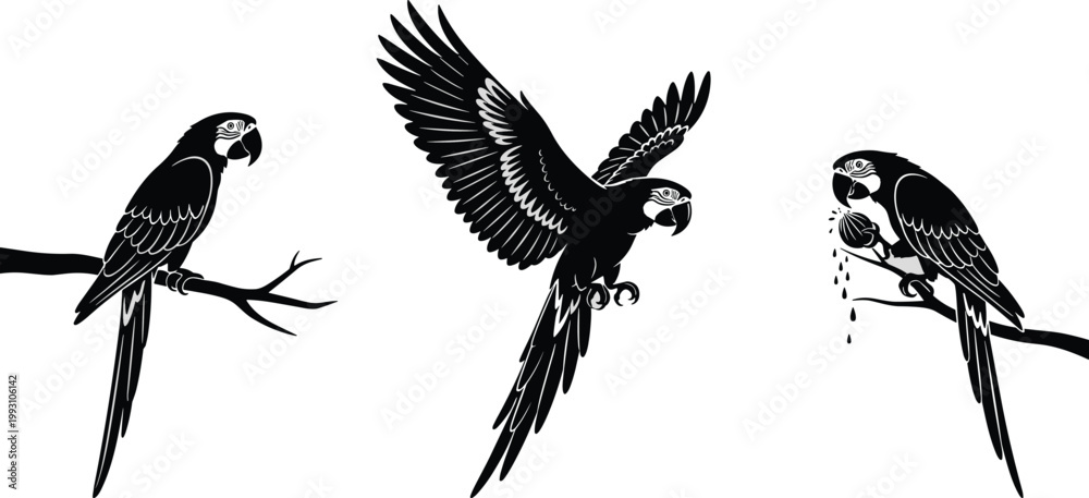 Obraz premium Black silhouette set of macaw parrot birds perched on branches and flying with open wings isolated on white background for tropical nature wildlife design