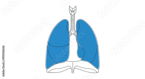 Illustration of the human respiratory system, lungs and trachea