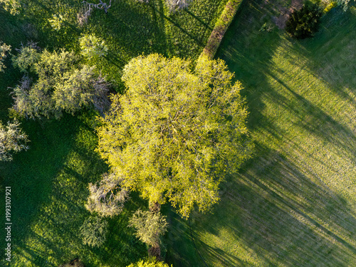 Green tree casting long shadows on grass, Bamberg