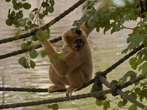 Gibbon