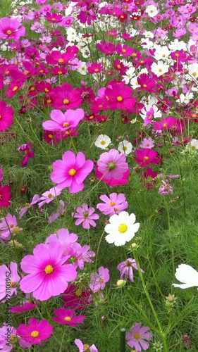 【縦動画】秋風に揺れるコスモスの花畑のパンショット 4K