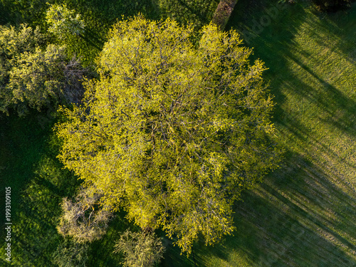 Aerial view of a lush green tree in Bamberg, Germany