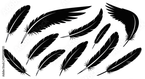 Black feathers on white background.