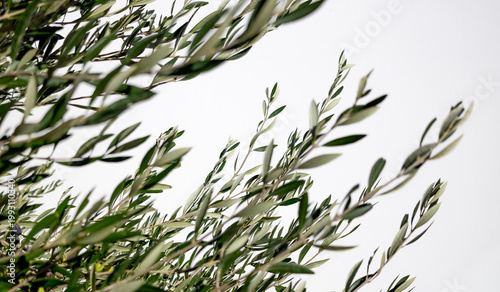 lush olive tree branches wallpaper. minimalist green design with white background. wellness organic art and concept. botanical art and decor
