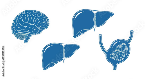 Monochrome blue icons of human brain, liver, and stomach on white background