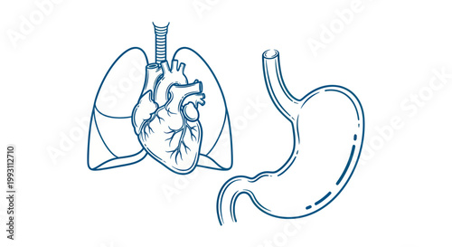 Line art illustration of human internal organs like heart, lungs, and stomach on a white background.