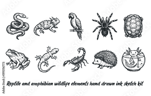 Reptile and amphibian wildlife elements hand drawn ink sketch kit