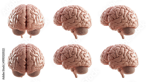 Human brain anatomy set, isolated realistic 3D brain model collection from multiple angles
