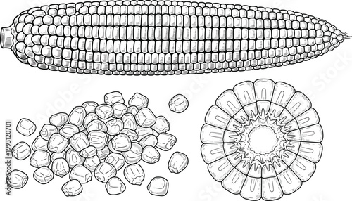 Single corn ear with kernels and slice illustration. Detailed hand drawn maize engraving. Natural crop ingredient artwork for food packaging, agriculture and culinary design projects.