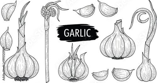 Garlic harvest vector collection with bulbs, cloves and garden tool. Hand drawn engraving set with label design. Rustic kitchen ingredient artwork for farming and packaging use.