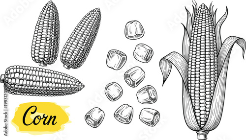 Corn botanical vector illustration set with cobs, kernels and sliced pieces. Hand drawn engraving artwork. Farm crop ingredient design for agriculture, packaging and food branding projects.