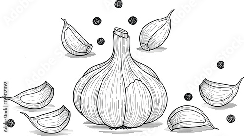 Garlic engraving vector illustration. Hand drawn bulb with cloves and decorative particles. Botanical line art in vintage style for food packaging and organic ingredient design.